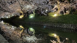 昼も夜も美しい桜