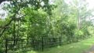 牧場内に入れず見えませんでした