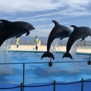 希少動物に会える水族館