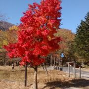 添付写真の赤の紅葉ほど感動的なものはなかなかないんじゃないかと感じました