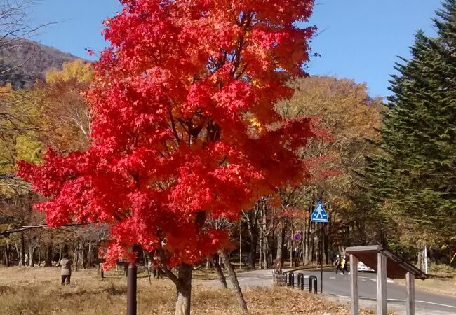 添付写真の赤の紅葉ほど感動的なものはなかなかないんじゃないかと感じました