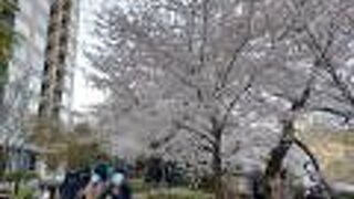 圧巻のソメイヨシノの花々の回廊と超高級マンションとのコラボが最高