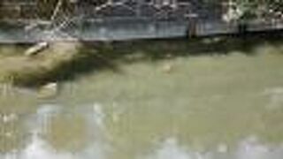 色鮮やかなコイがゆっくり泳いでいるのも簡単に見られます