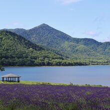 かなやま湖とラベンダー 