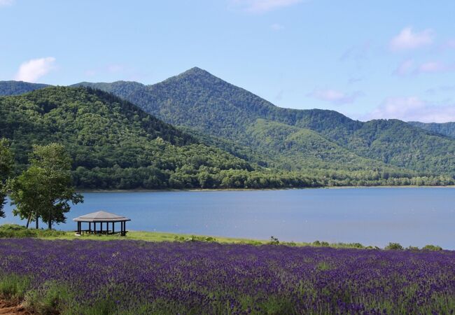 かなやま湖畔 鹿越園地 ラベンダー園