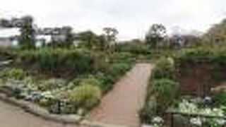 山下公園の中央あたり、地面より一段低いと花の香りを感じやすいようです