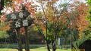 森に囲まれた広い公園