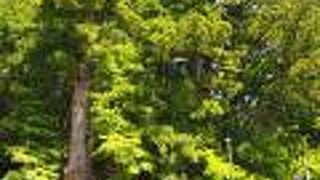 日光市の天然記念物