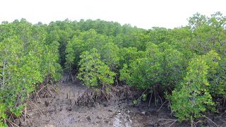 亜熱帯特有の植物