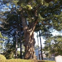 堂々とした巨木