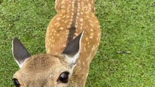 子鹿公開　そして「直哉」と命名