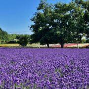 富良野を代表するラベンダー園