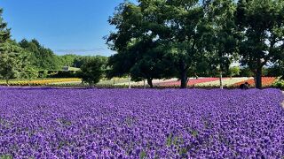 富良野を代表するラベンダー園