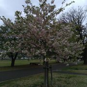 大きな花の咲く木が立っている公園