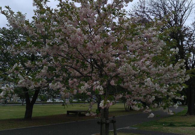 大きな花の咲く木が立っている公園
