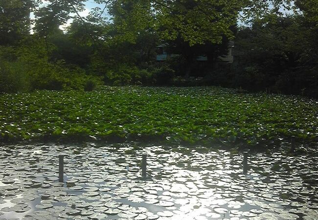 善福寺川の源流