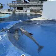 全国屈指の「あそべる」水族館