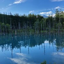 朝日が水面に差す直前の青い池