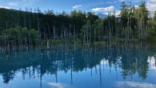 碧い色の水面を静かに鑑賞できる　早朝の青い池