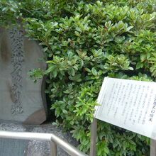 池袋地名ゆかりの池の石碑の傍には、教育委員会の解説板が有り。