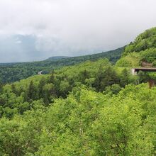 大樹海の中を行く道路