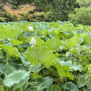 蓮の花がたくさん