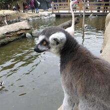 餌やり時間のワオキツネザル