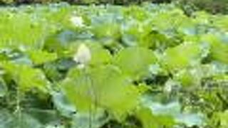 蓮の花がたくさん