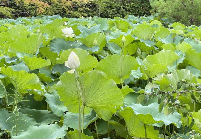 蓮の花がたくさん