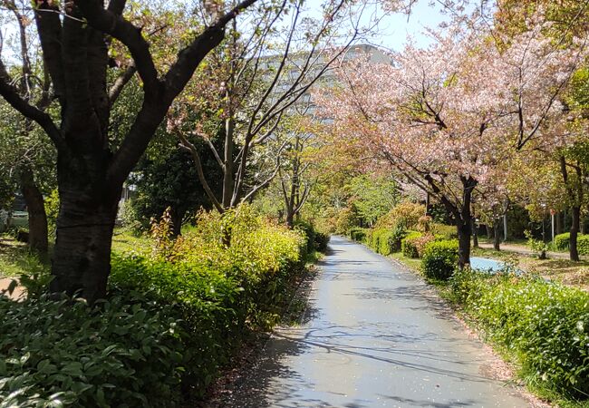 大野川緑陰道路