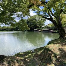 池周囲には松や桜など。