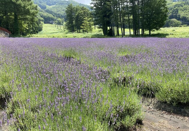 タングラムラベンダーパーク