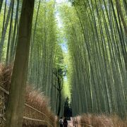 空一面を覆う竹の中の遊歩道！いつ歩いても涼しげです