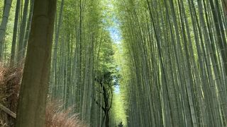 空一面を覆う竹の中の遊歩道！いつ歩いても涼しげです