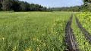 ニッコウキスゲ