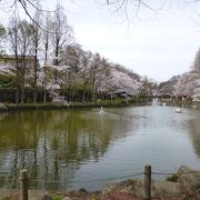 池の周りに桜