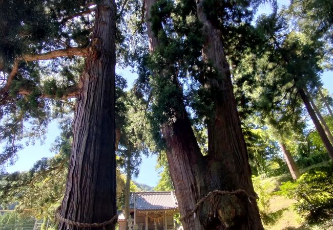 樹齢2300年の幹回り11.5ｍ高さ50ｍ超の古木