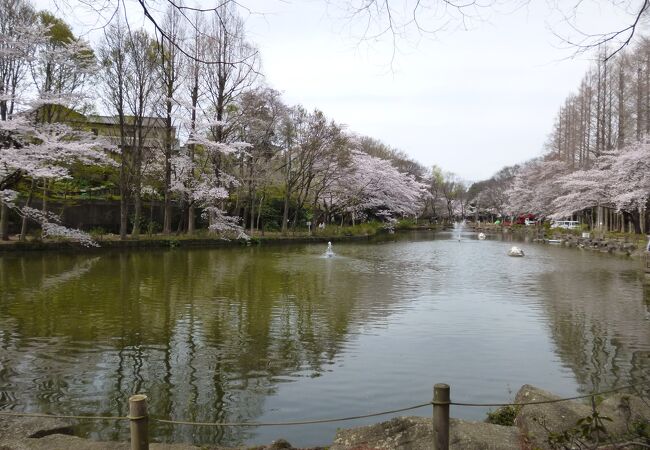 池の周りに桜