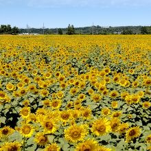 河北潟干拓地ひまわり村