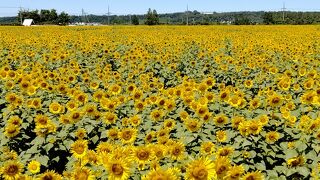 河北潟干拓地ひまわり村