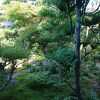 茶室前の庭が涼しかった