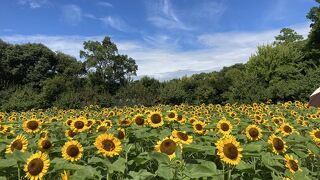 想像以上に広くてお花も多かったです。