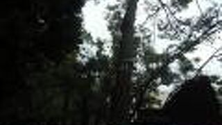 現在の松は三代目、昔の松は幅も広かったようです