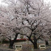 小さいけど桜の名所