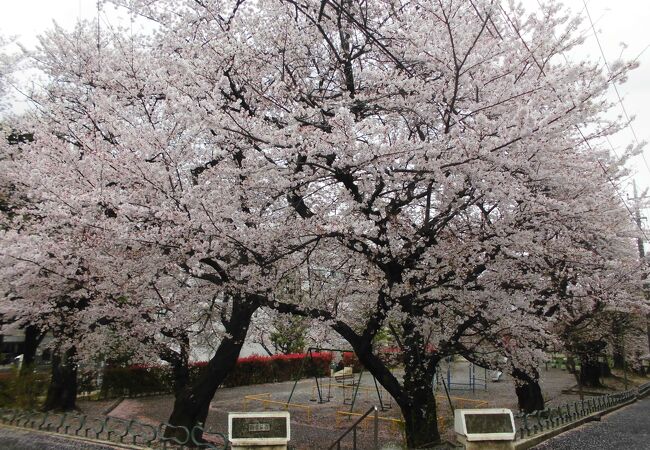 小さいけど桜の名所