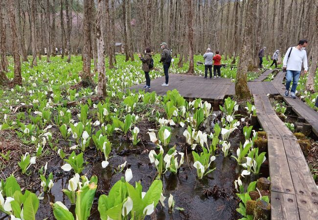 4月下旬は角館の桜やかたくりと同じ時期にミズバショウの見頃をむかえる