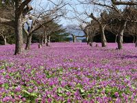 かたくり群生の郷