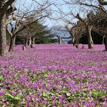 一面のかたくりの花