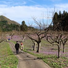 かたくり群生の郷の園路