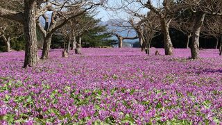 4月下旬は角館の桜や刺巻湿原のミズバショウと同じ時期にかたくりの見頃をむかえる